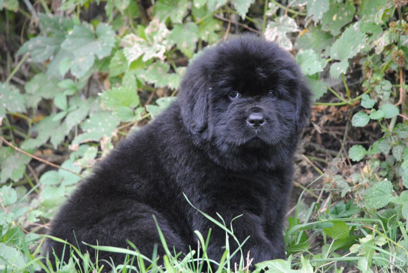 Фото: ньюфаундленд Моя Стихия Настасья Краса (Moya Stikhiya Nastasya Krasa)