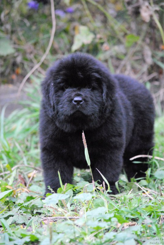 Фото: ньюфаундленд Моя Стихия Настасья Краса (Moya Stikhiya Nastasya Krasa), ньюфаундленд Cristalmar Cadeaux de Noel, ньюфаундленд Хариетта Ембодимент оф а Греат Претендер (Harrieta Embodiment of a Great Pretender)