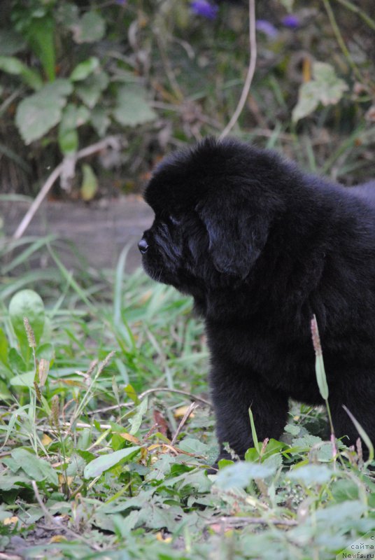 Фото: ньюфаундленд Моя Стихия Настасья Краса (Moya Stikhiya Nastasya Krasa)