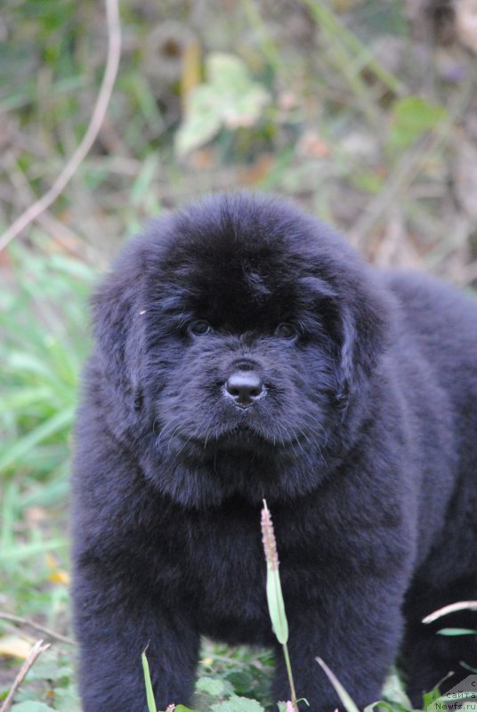 Фото: ньюфаундленд Моя Стихия Настасья Краса (Moya Stikhiya Nastasya Krasa)