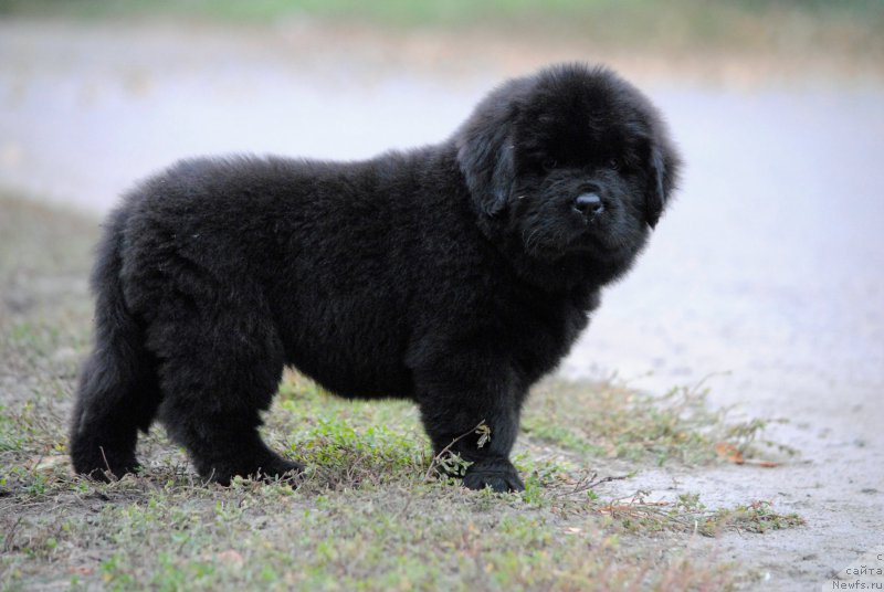 Фото: ньюфаундленд Моя Стихия Настасья Краса (Moya Stikhiya Nastasya Krasa), ньюфаундленд Cristalmar Cadeaux de Noel, ньюфаундленд Хариетта Ембодимент оф а Греат Претендер (Harrieta Embodiment of a Great Pretender)