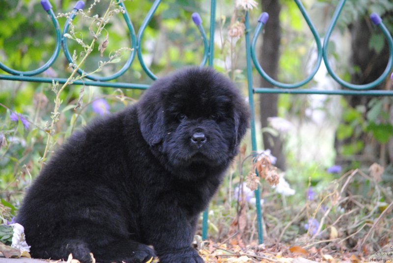 Фото: ньюфаундленд Моя Стихия Настасья Краса (Moya Stikhiya Nastasya Krasa)