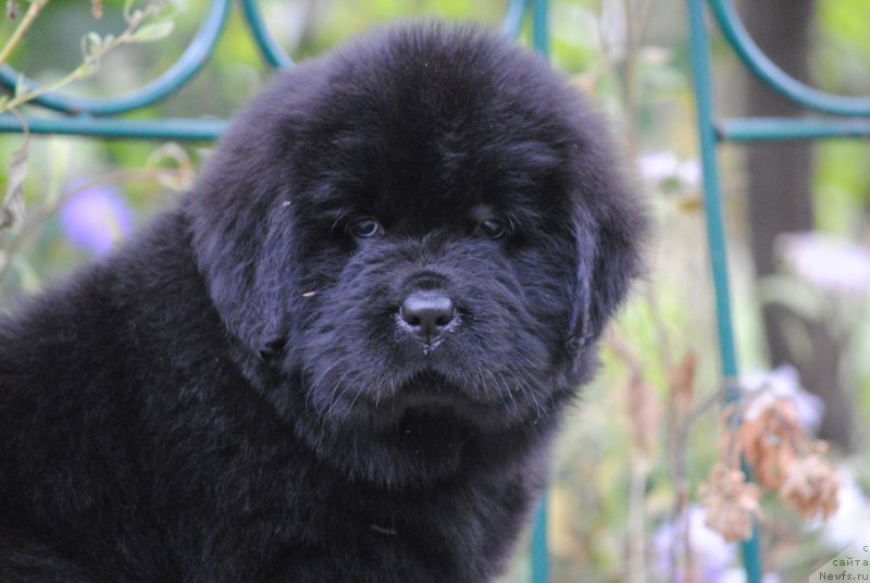 Фото: ньюфаундленд Моя Стихия Настасья Краса (Moya Stikhiya Nastasya Krasa)