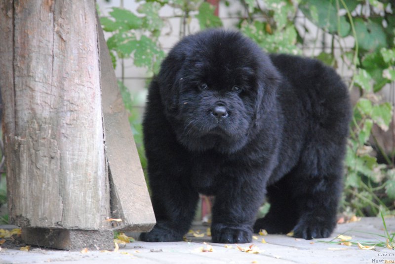 Фото: ньюфаундленд Моя Стихия Настасья Краса (Moya Stikhiya Nastasya Krasa)