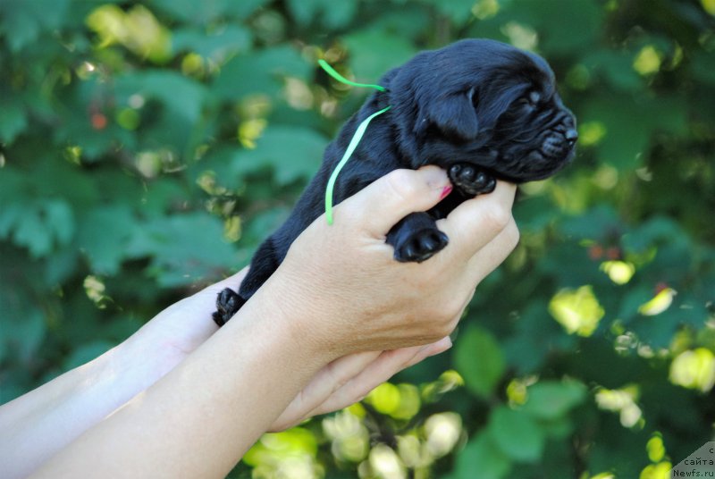 Фото: ньюфаундленд Моя Стихия Ники Де Сен Фаль