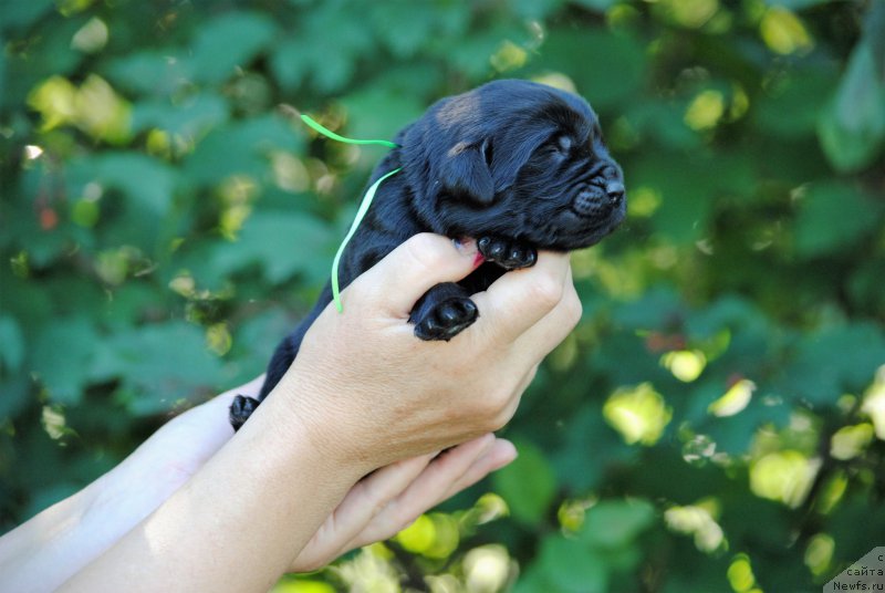 Фото: ньюфаундленд Моя Стихия Ники Де Сен Фаль