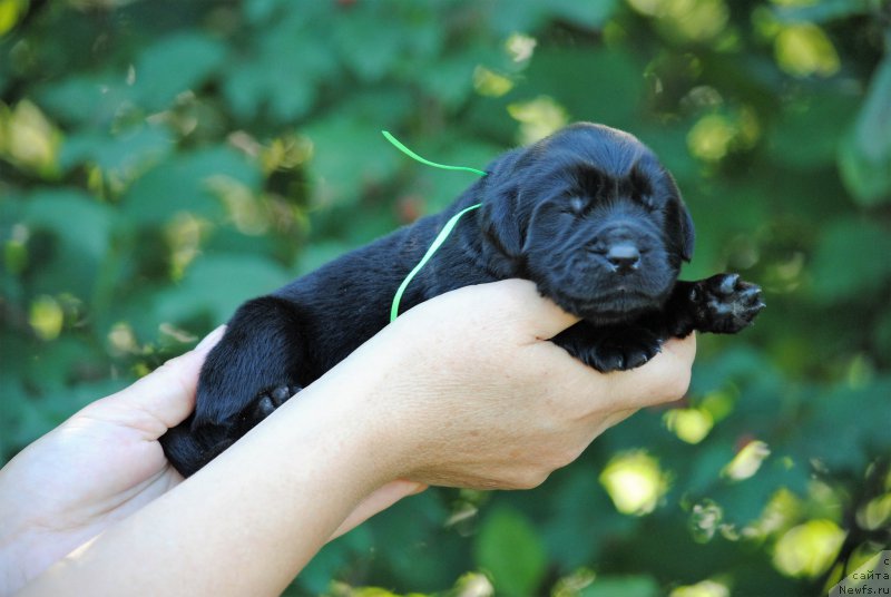 Фото: ньюфаундленд Моя Стихия Ники Де Сен Фаль