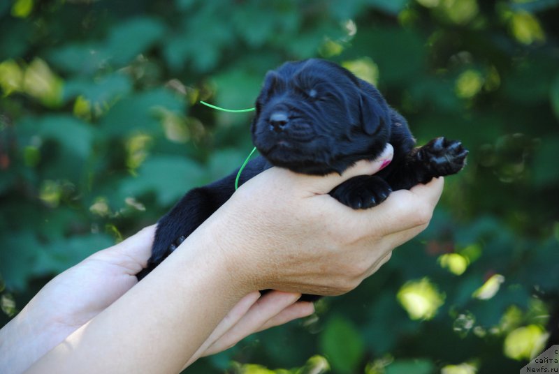 Фото: ньюфаундленд Моя Стихия Ники Де Сен Фаль