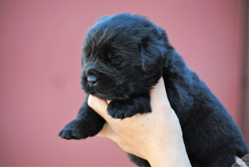 Фото: ньюфаундленд Моя Стихия Ники Де Сен Фаль