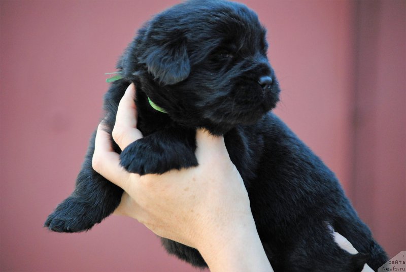 Фото: ньюфаундленд Моя Стихия Ники Де Сен Фаль