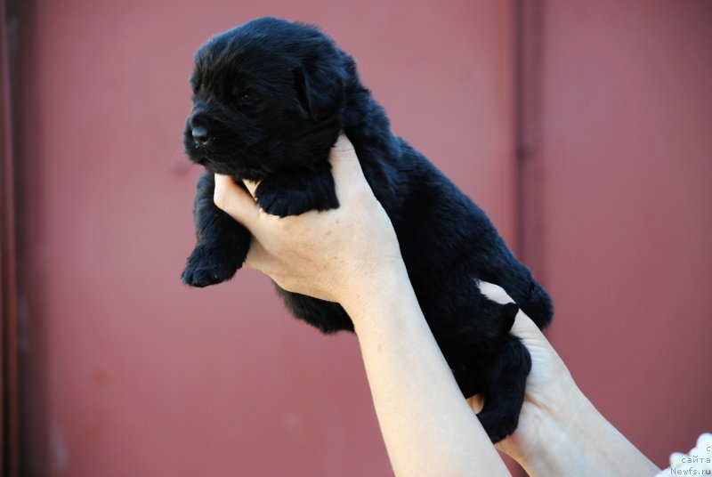 Фото: ньюфаундленд Моя Стихия Ники Де Сен Фаль