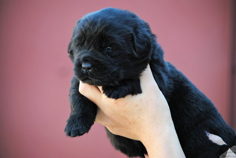 Фото: ньюфаундленд Моя Стихия Ники Де Сен Фаль