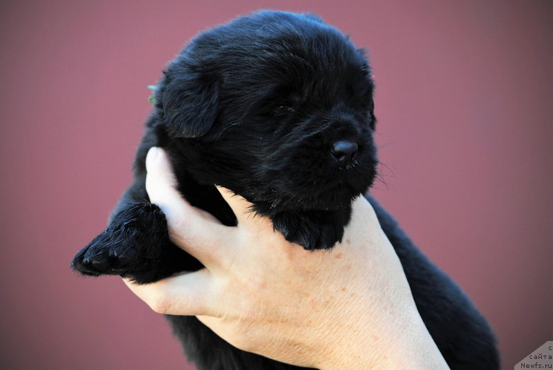 Фото: ньюфаундленд Моя Стихия Ники Де Сен Фаль