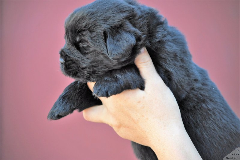 Фото: ньюфаундленд Моя Стихия Ники Де Сен Фаль