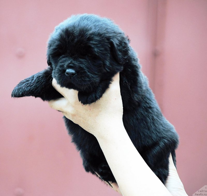 Фото: ньюфаундленд Моя Стихия Ники Де Сен Фаль