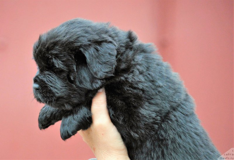 Фото: ньюфаундленд Моя Стихия Ники Де Сен Фаль