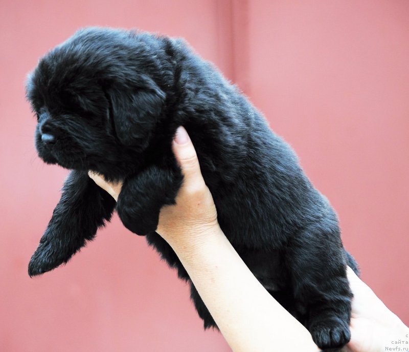 Фото: ньюфаундленд Моя Стихия Ники Де Сен Фаль