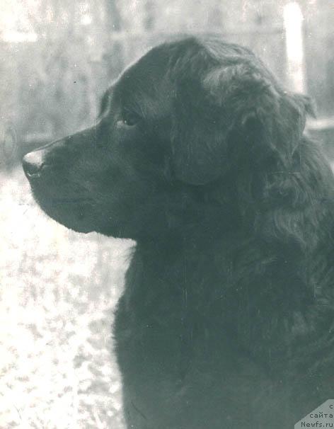 Фото: ньюфаундленд Сильва Мар