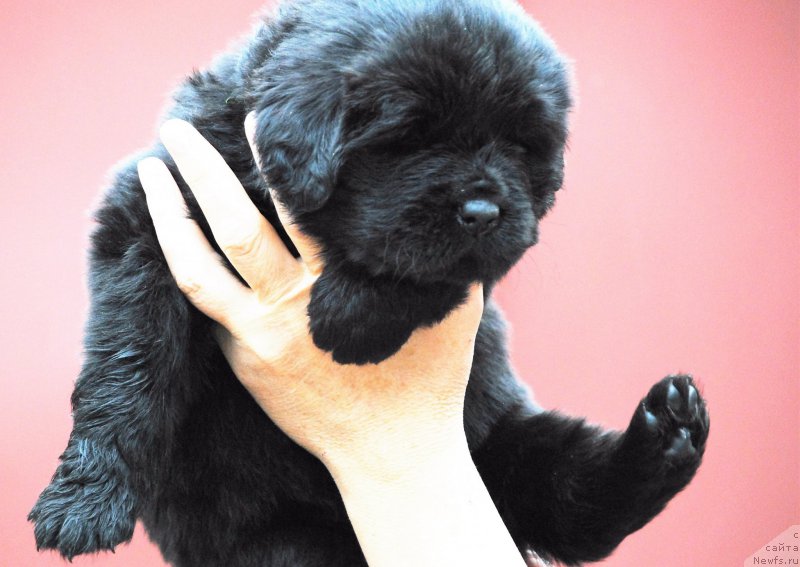 Фото: ньюфаундленд Моя Стихия Ники Де Сен Фаль