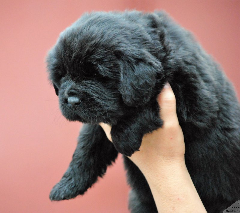 Фото: ньюфаундленд Моя Стихия Ники Де Сен Фаль