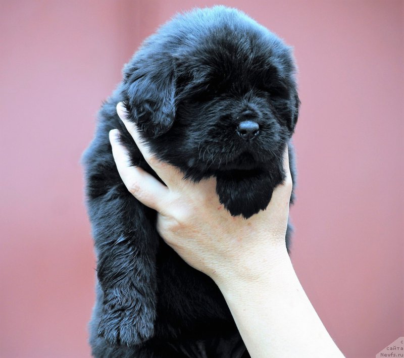 Фото: ньюфаундленд Моя Стихия Ники Де Сен Фаль