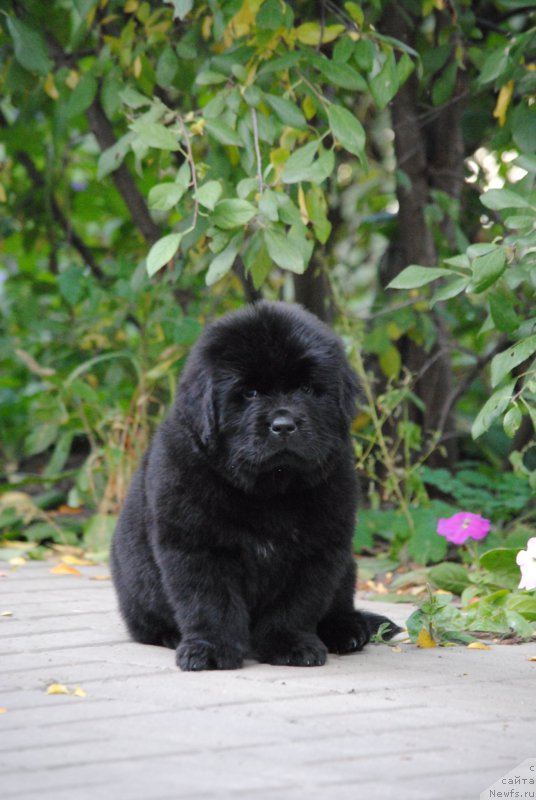 Фото: ньюфаундленд Моя Стихия Ники Де Сен Фаль