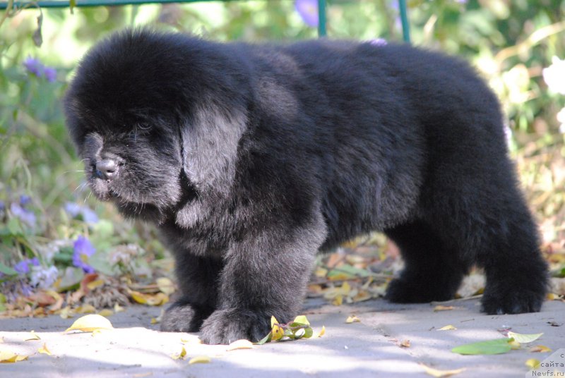 Фото: ньюфаундленд Моя Стихия Нил Гранд, ньюфаундленд Cristalmar Cadeaux de Noel, ньюфаундленд Хариетта Ембодимент оф а Греат Претендер (Harrieta Embodiment of a Great Pretender)