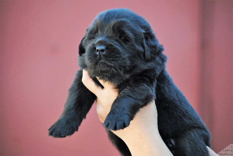 Фото: ньюфаундленд Моя Стихия Номад Терра Блоссом