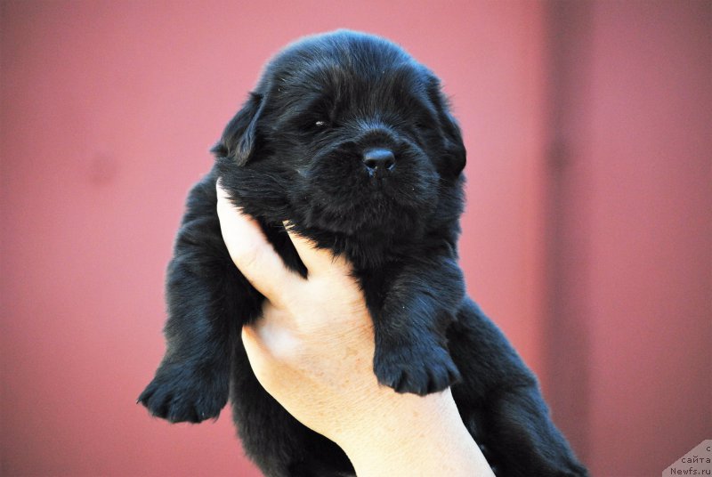 Фото: ньюфаундленд Моя Стихия Номад Терра Блоссом