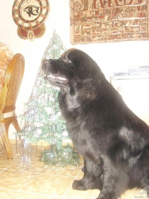 Фото: ньюфаундленд Сент Джонс Мулен Руж