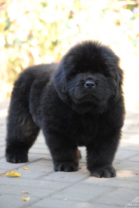 Фото: ньюфаундленд Моя Стихия Номад Терра Блоссом, ньюфаундленд Cristalmar Cadeaux de Noel, ньюфаундленд Хариетта Ембодимент оф а Греат Претендер (Harrieta Embodiment of a Great Pretender)