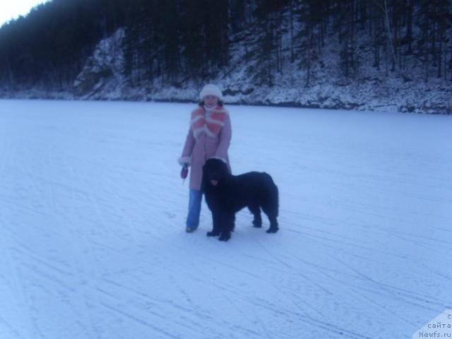 Фото: ньюфаундленд Сент Джонс Мулен Руж, Оксана Успенская