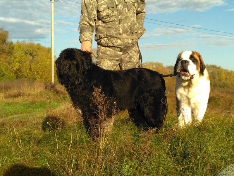Фото: Альбина Гончар, ньюфаундленд Jofrey of Mister Newf