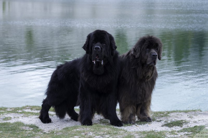 Фотография № 215175