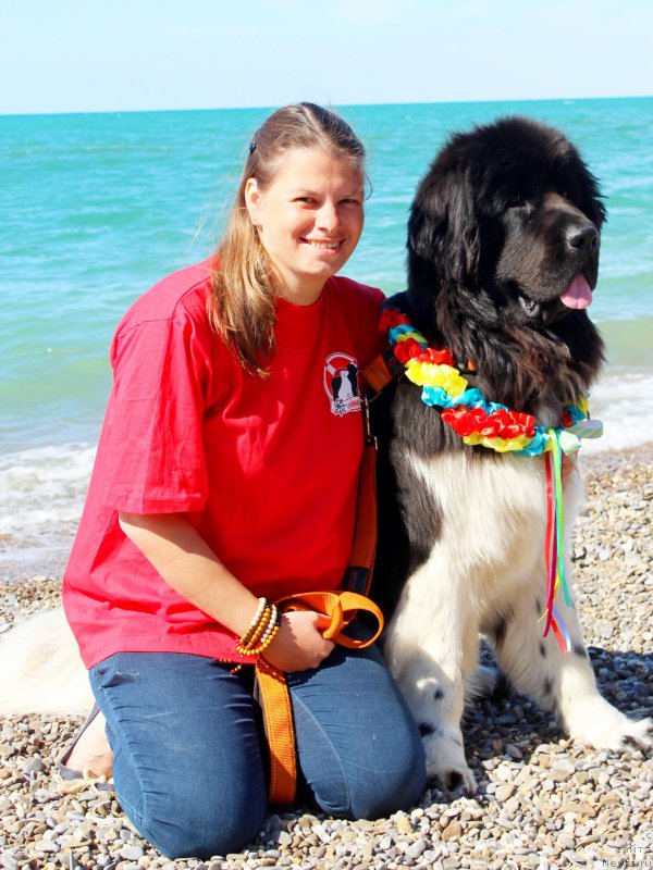 Фото: ньюфаундленд Питерньюф Бурберру (Piternyuf Burberry), Анастасия Киселева