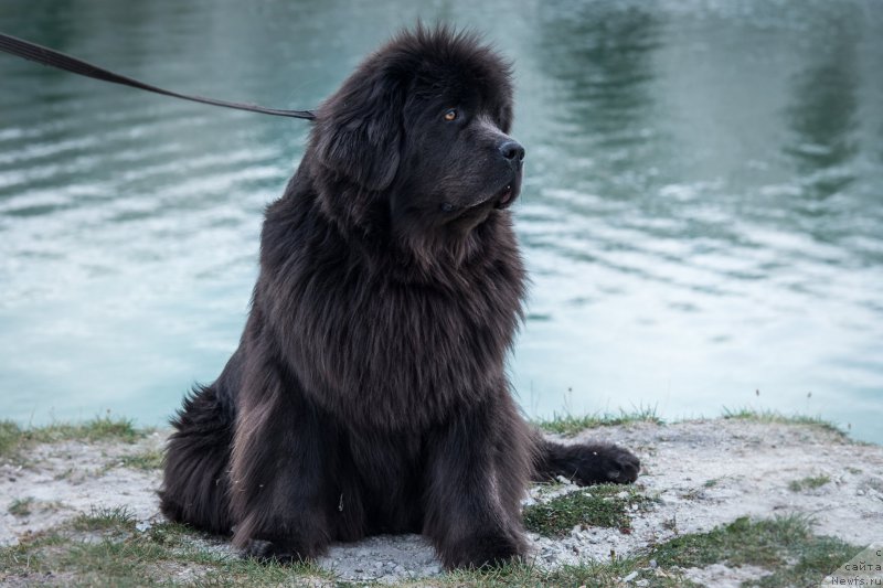 Фотография № 215181