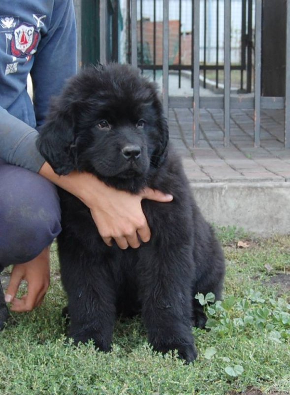 Фото: ньюфаундленд Аврора из Замка Мелвин