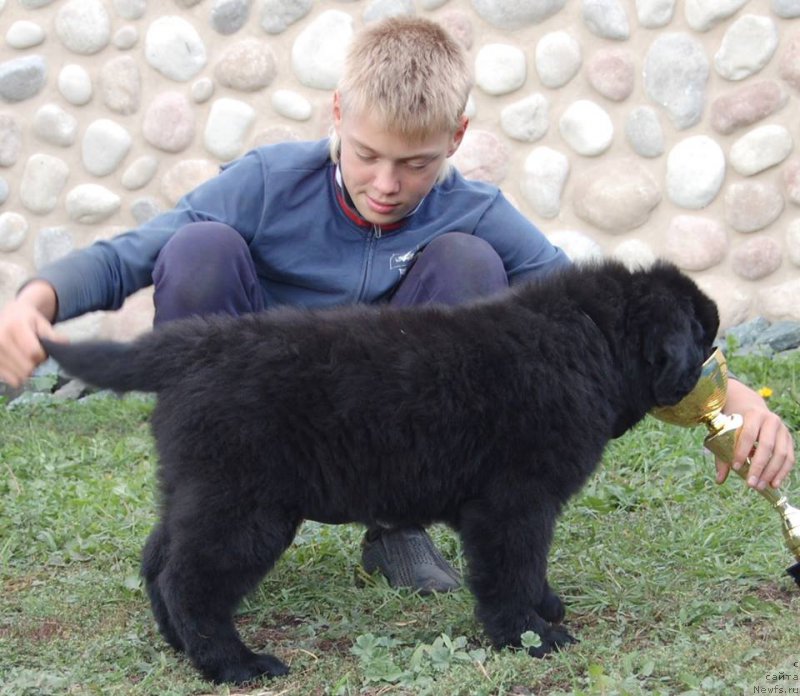 Фото: ньюфаундленд Аврора из Замка Мелвин