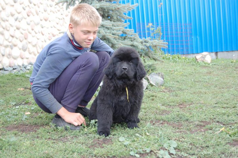 Фото: ньюфаундленд Анжелика из Замка Мелвин