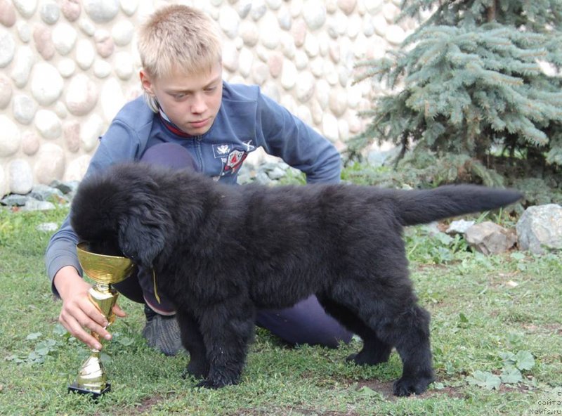 Фото: ньюфаундленд Анжелика из Замка Мелвин