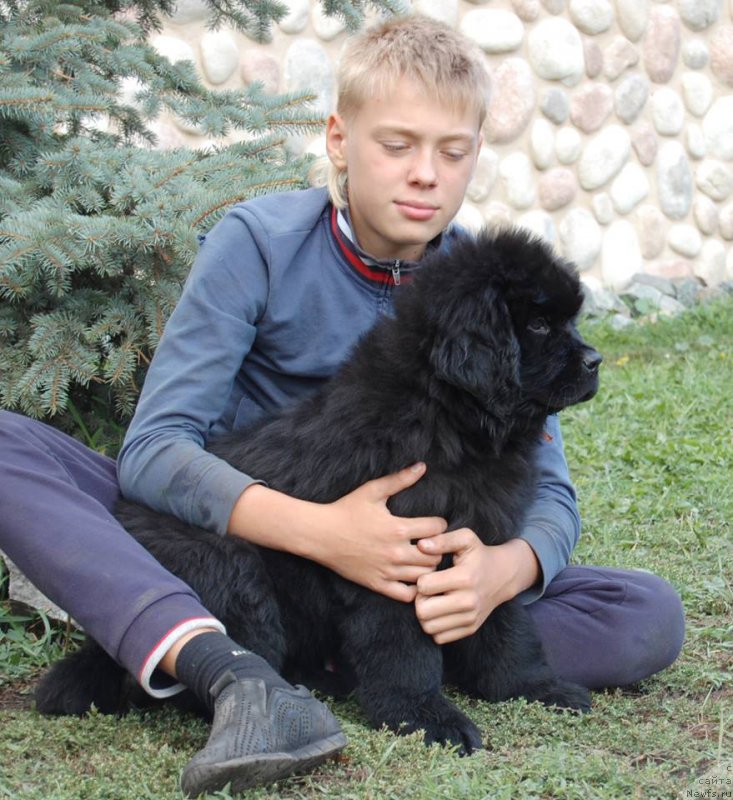 Фото: ньюфаундленд Адель из Замка Мелвин (Adel iz Zamka Melvin)