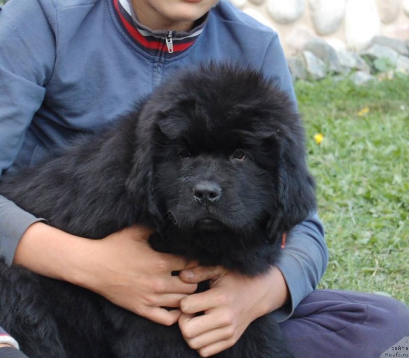 Фото: ньюфаундленд Адель из Замка Мелвин (Adel iz Zamka Melvin)