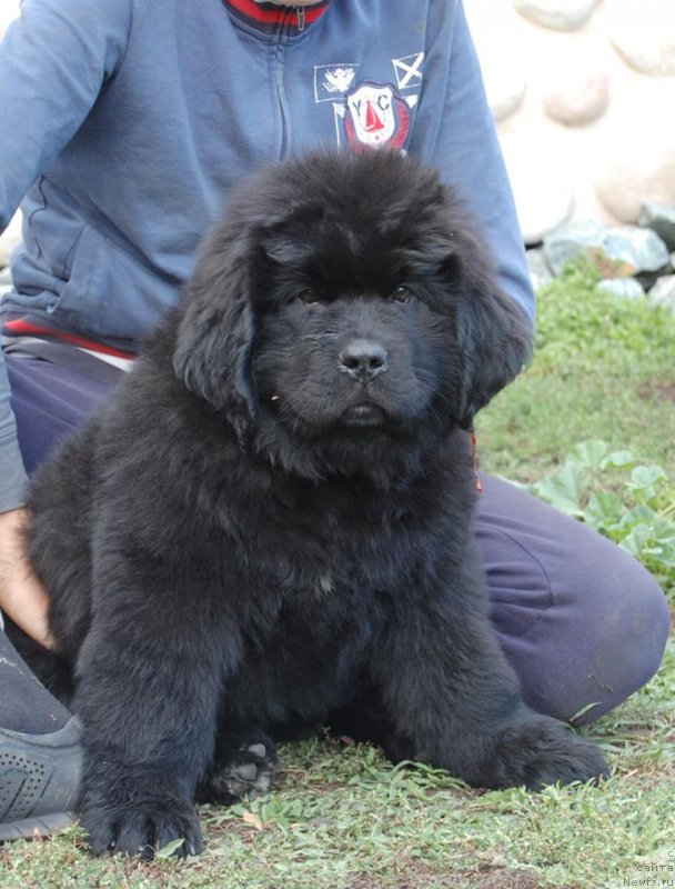 Фото: ньюфаундленд Адель из Замка Мелвин (Adel iz Zamka Melvin)