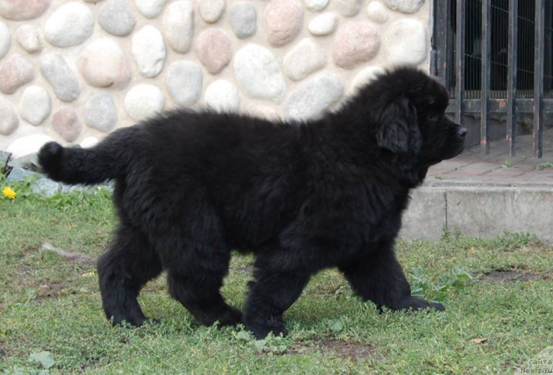 Фото: ньюфаундленд Адель из Замка Мелвин (Adel iz Zamka Melvin)