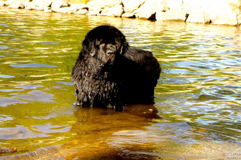 Фото: ньюфаундленд Skippers Only You for Smigar