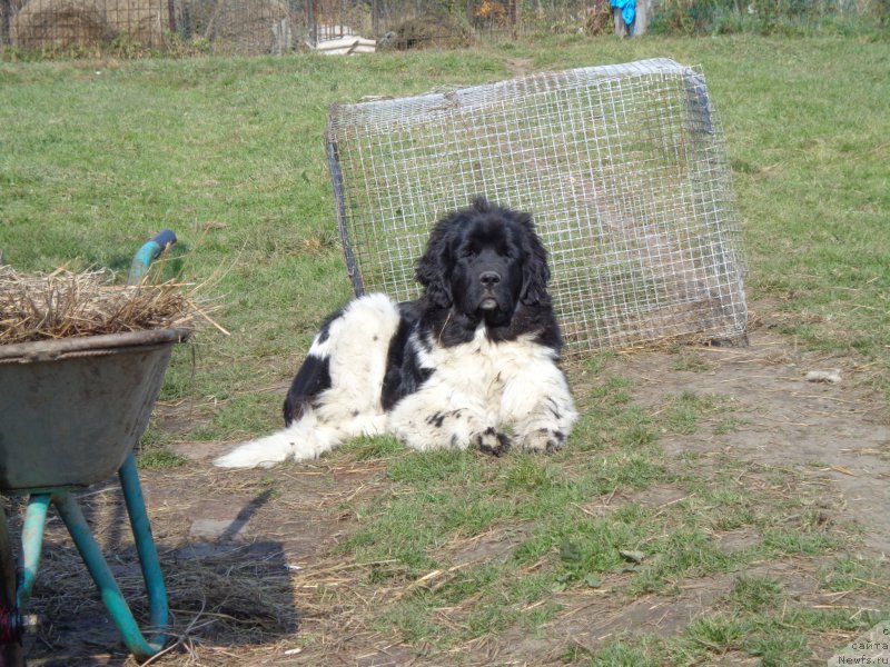 Фото: ньюфаундленд Селин Дион