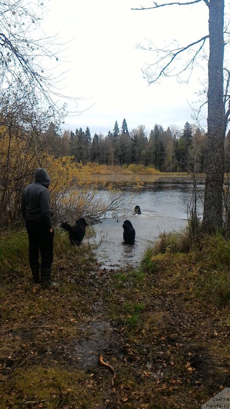 Фото: ньюфаундленд Белкондер-Клаб Бургунди Айс (Belkonder-Club Burgundy Ice), ньюфаундленд Treasure for Belkonder-Club Midnight Bear, ньюфаундленд Целого Мира Мало из Аркаима (Tselogo Mira Malo iz Arkaima)