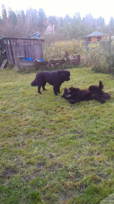 Фото: ньюфаундленд Белкондер-Клаб Бургунди Айс (Belkonder-Club Burgundy Ice), ньюфаундленд Treasure for Belkonder-Club Midnight Bear