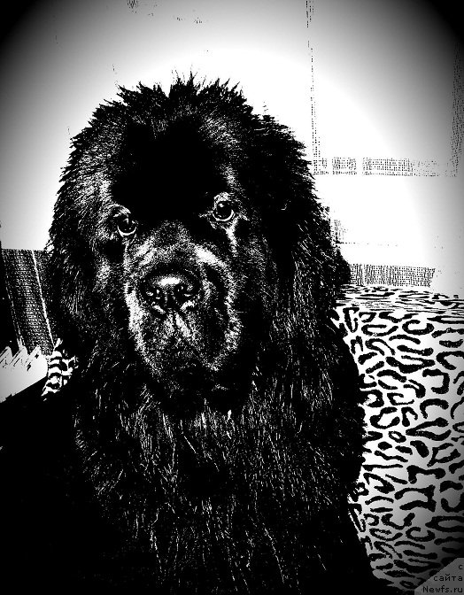 Фотография № 215254