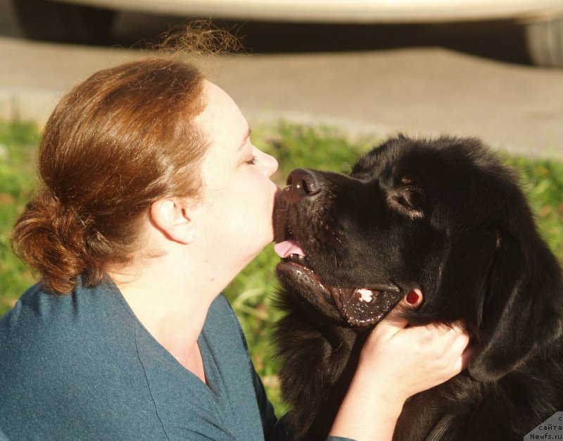 Фото: ньюфаундленд Смигар Умница Разумница